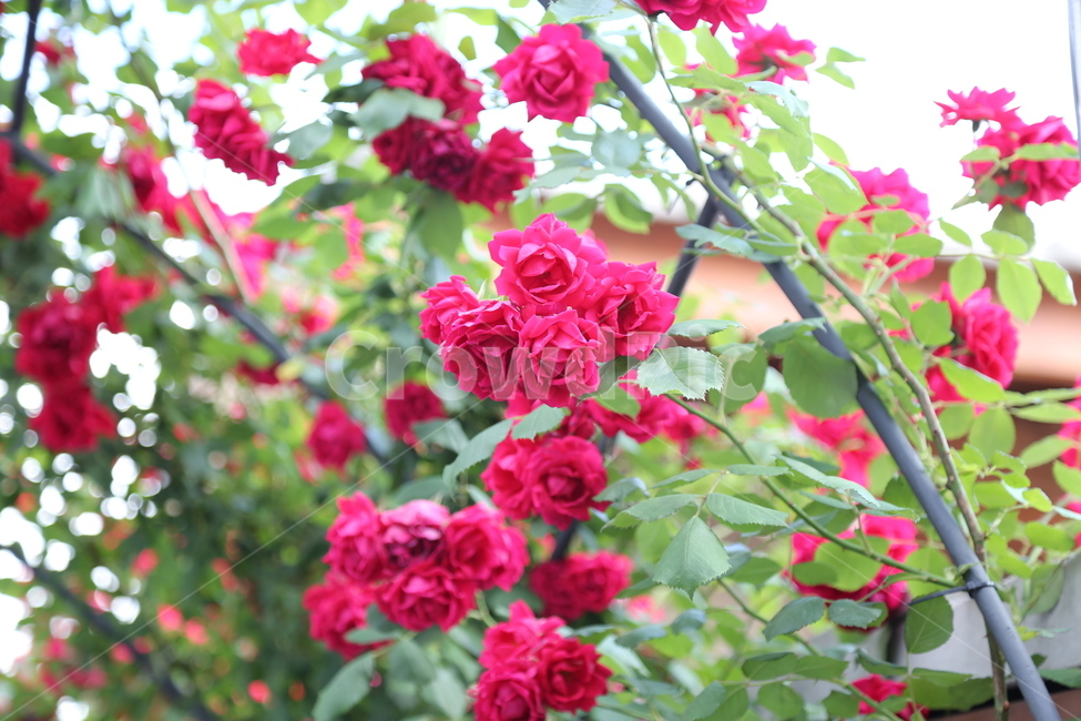 장미,꽃,아름다움,화려함,rose