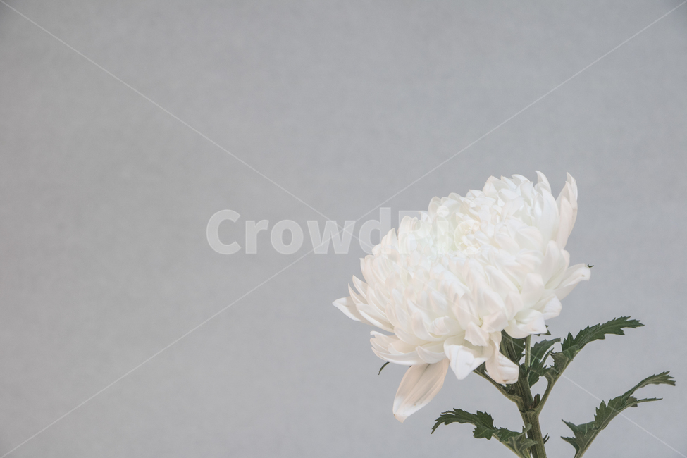국화,꽃,식물,흰꽃,꽃잎,추모,배경,백그라운드,다울,식물,자연,plants,nature,꽃,flower