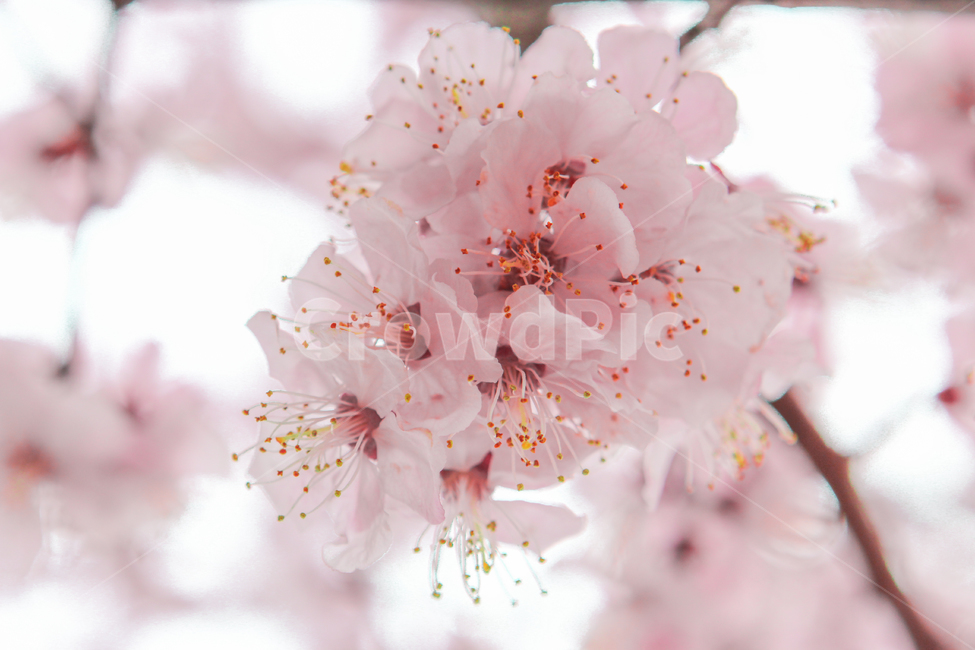 봄,벚꽃,매화,꽃,분홍,핑크,색깔,색감,색상,spring,cherryblossom,blossom,flower,pink,color,봄,계절,spring,season,식물,자연,plants,nature,꽃,flower