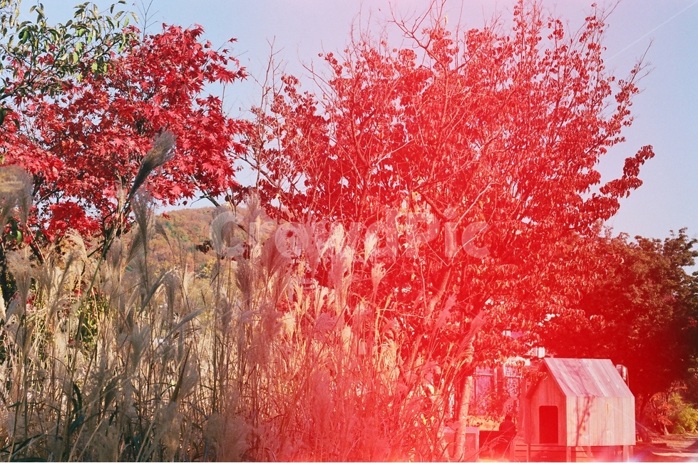 단풍,가을,빛샘,새집,갈대,lightleak,filmburn,필름사진,필름,flim,fall,birdhouse,house,bird,commonreed,reed,maple,foliage,tree,나무