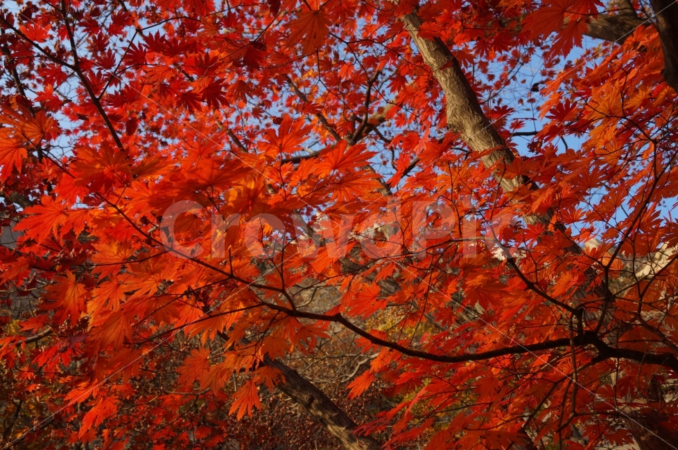 가을,낙엽,자연,식물,단풍,가을,계절,fall,autumn,season,식물,자연,plants,nature,leaf,잎,plant,tree,나무,maple