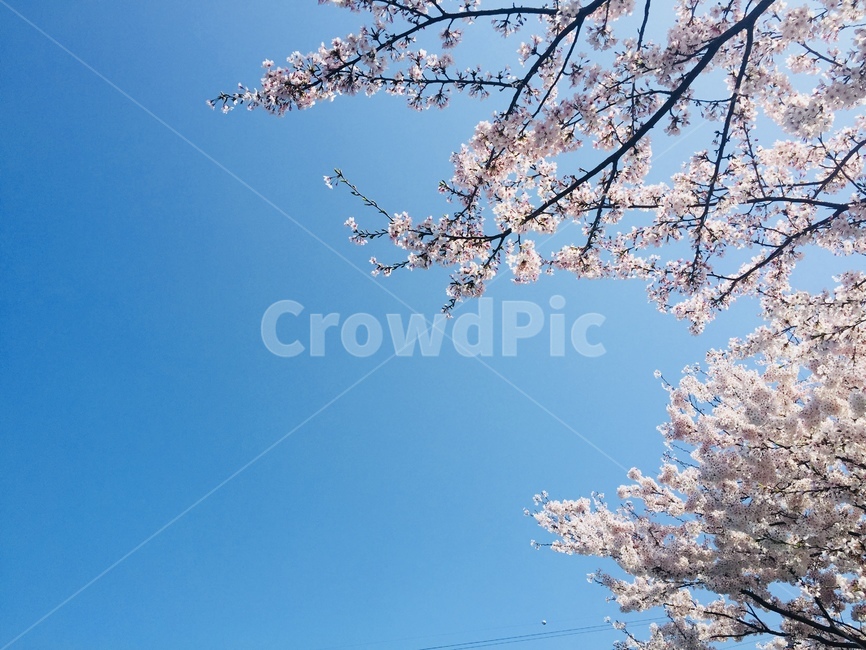 봄,spring,cherryblossoms,봄꽃,봄풍경,꽃,벚꽃,봄,계절,spring,season,자연,풍경,nature,landscape,plant,식물,blossom,cherry blossom,flower