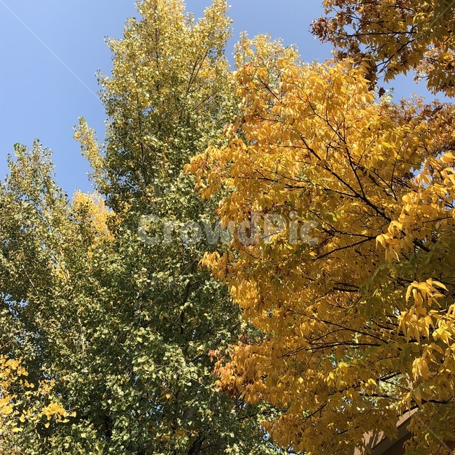가을,낙엽,나무,가을하늘,하늘,가을,계절,fall,autumn,season,자연,풍경,nature,landscape,tree,plant,식물,maple,단풍