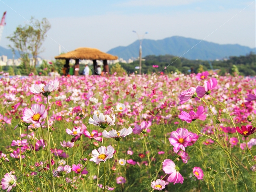 코스모스,cosmos,가을,가을사진,꽃,구리한강시민공원,코스모스축제,가을꽃,자연,풍경,nature,landscape,식물,plants,꽃,flower,한국자연풍경,한국자연경관,korea nature landscape,blossom,petal,꽃잎,plant