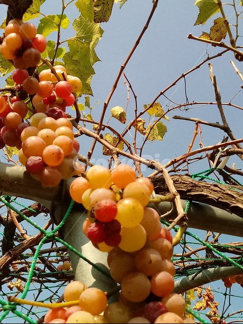 식물,plant,열매,포도,과일,fruit,과일,열매,fruit