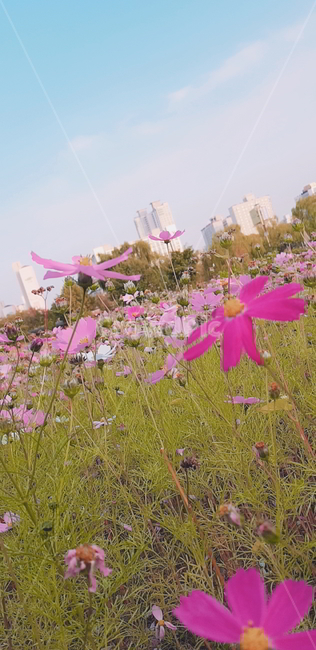 코스모스,꽃,꽃밭,가을,분홍꽃