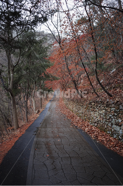 단풍,낙엽,asphalt,아스팔트,길,road,산책로,가을,등산로
