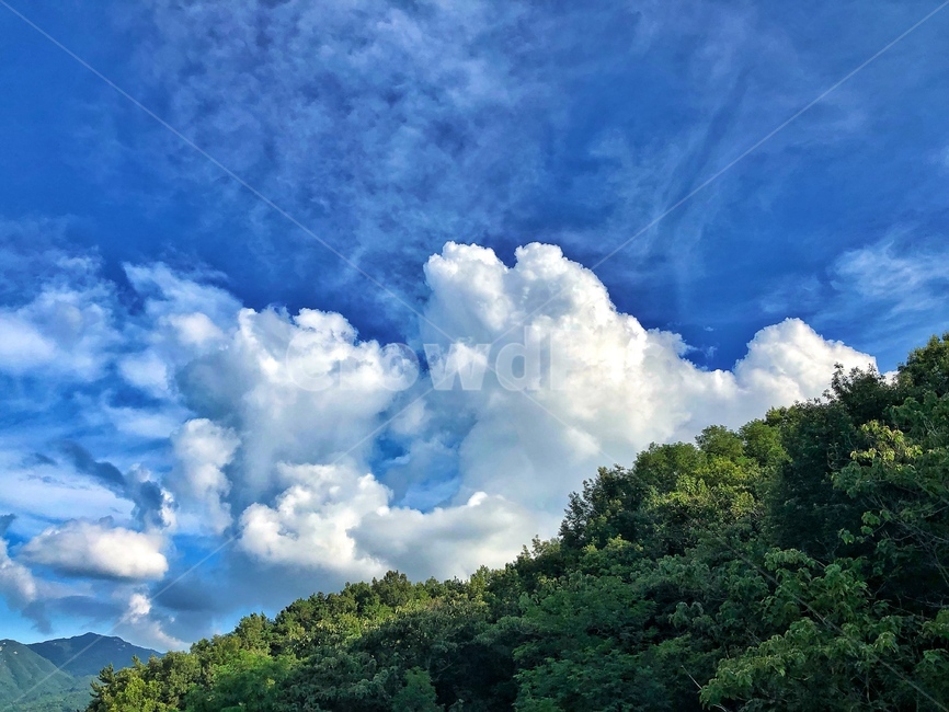nature,자연,sky,하늘,outdoors,옥외,azuresky,푸른하늘,weather,날씨,cloud,구름,cumulus,적운,나무,숲