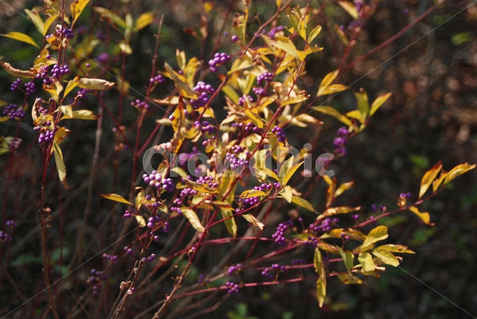 식물,plant,가을,자연,빛,햇빛,환셩,풀,열매,beautiful,fall,분위기,light,sunlight,fruit,사물,감성,질감,잎,식물,자연,plants,nature,과일,열매,fruit,감성,sensible,feeling