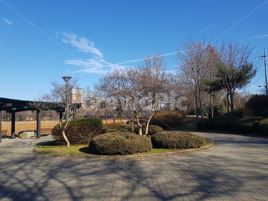 덕진공원,공원,풍경,나무,전주,자연,풍경,nature,landscape,tree,plant,식물