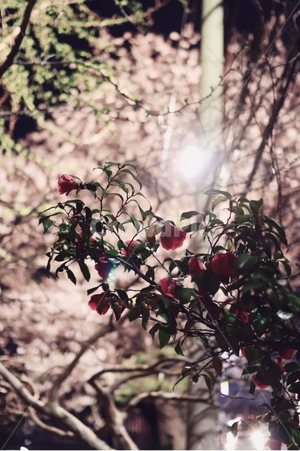 plant,식물,장미,봄,꽃,나무