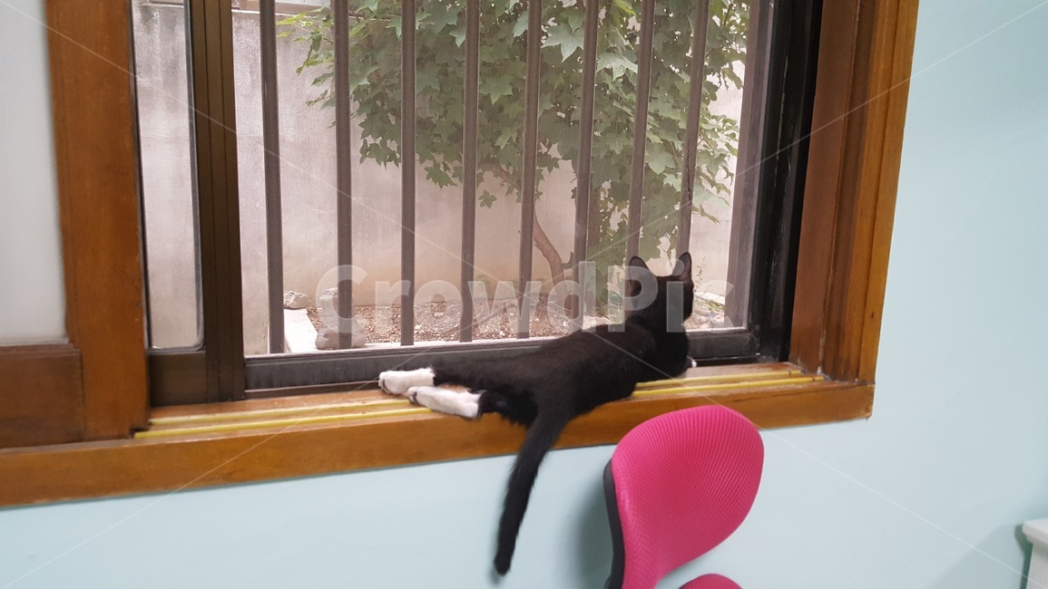 고양이,고양이뒷모습,창가고양이,창가,고양이뒷태,동물,animal,포유류,mammal,고양이,cat,kitten,kitty