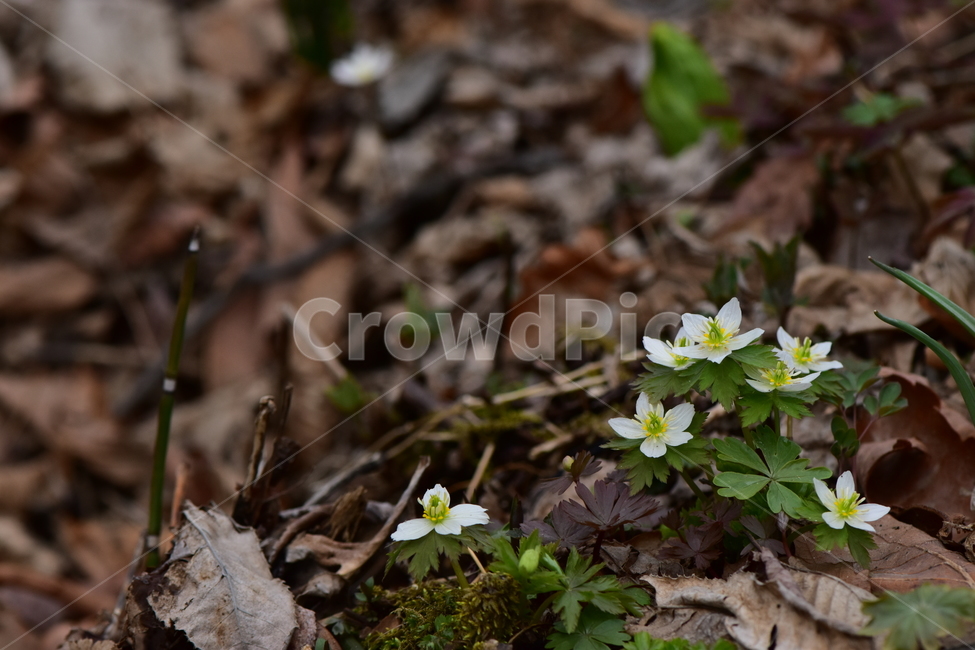 모데미풀,야생화,봄,꽃,풀꽃,자연,식물,식생,plants,nature,spring,season,flower