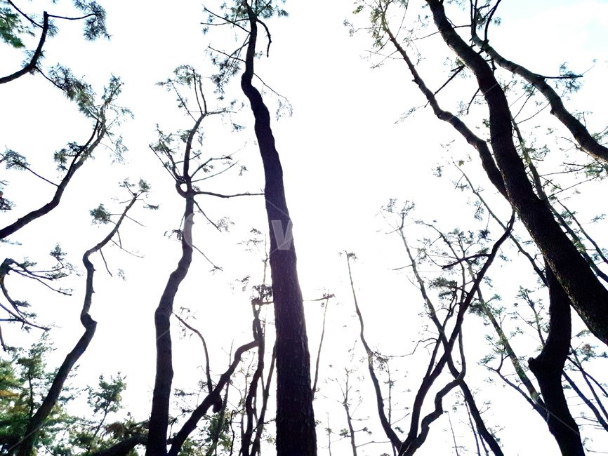 plant,식물,tree,나무,하늘,sky,소나무