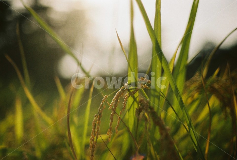 자연,논,벼,시골,필름,식물,자연,plants,nature
