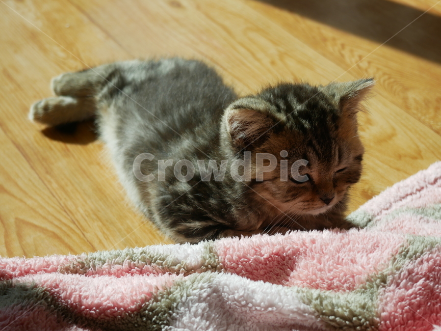 고양이,반려동물,애완동물,animal,pet,cat,아기고양이,동물,animal,포유류,mammal,고양이,cat,kitten,kitty