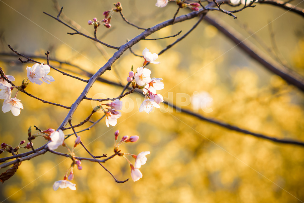plant,식물,벚꽃,cherryblossom,봄,spring