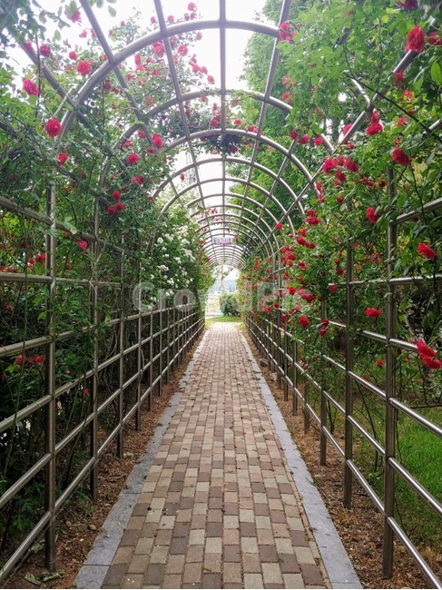 꽃,아치,장미,rose,arch,터널,정원,garden,flower,plant