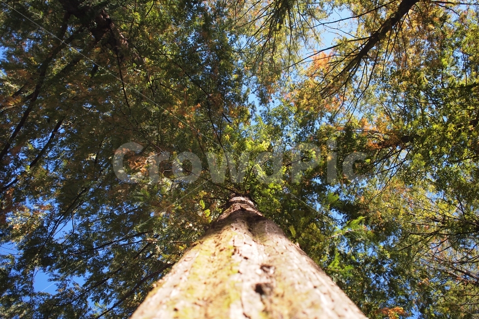 메타세콰이어,나무,숲,접사,신비로운,거대한,식물,자연,plants,nature,나무,trees,wood