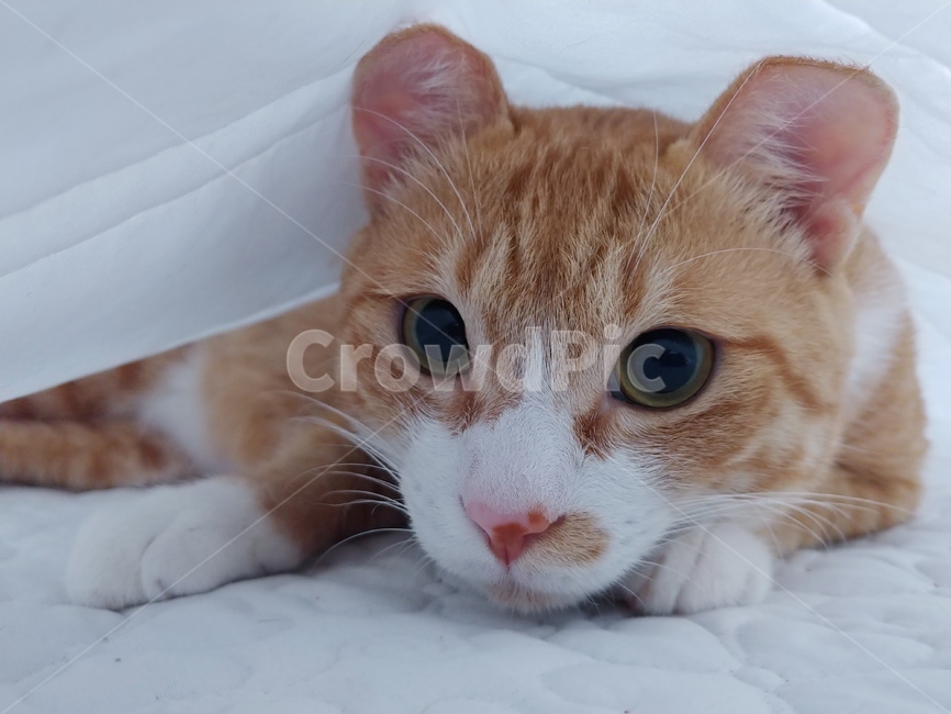 고양이,동물,반려묘,냥,냥이,집사,아기,애정