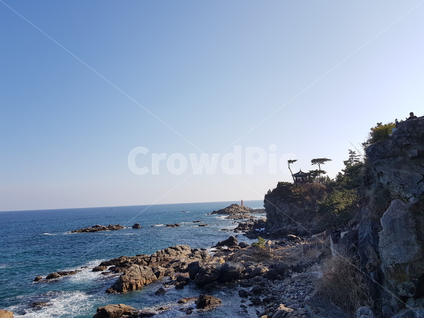 낙산사,절벽,바다,소나무,자연