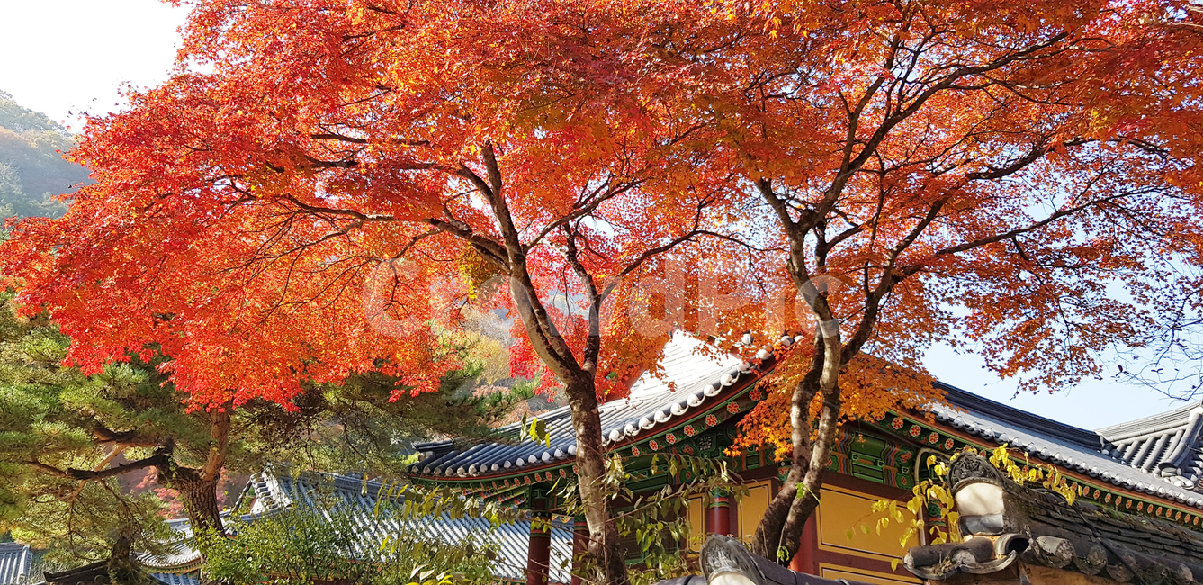 단풍,가을,산사,단풍나무,가을단풍,가을,계절,fall,autumn,season,tree,나무,plant,식물,maple