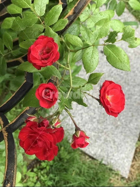 장미,rose,꽃,식물,blossom,plant,flower,붉은장미