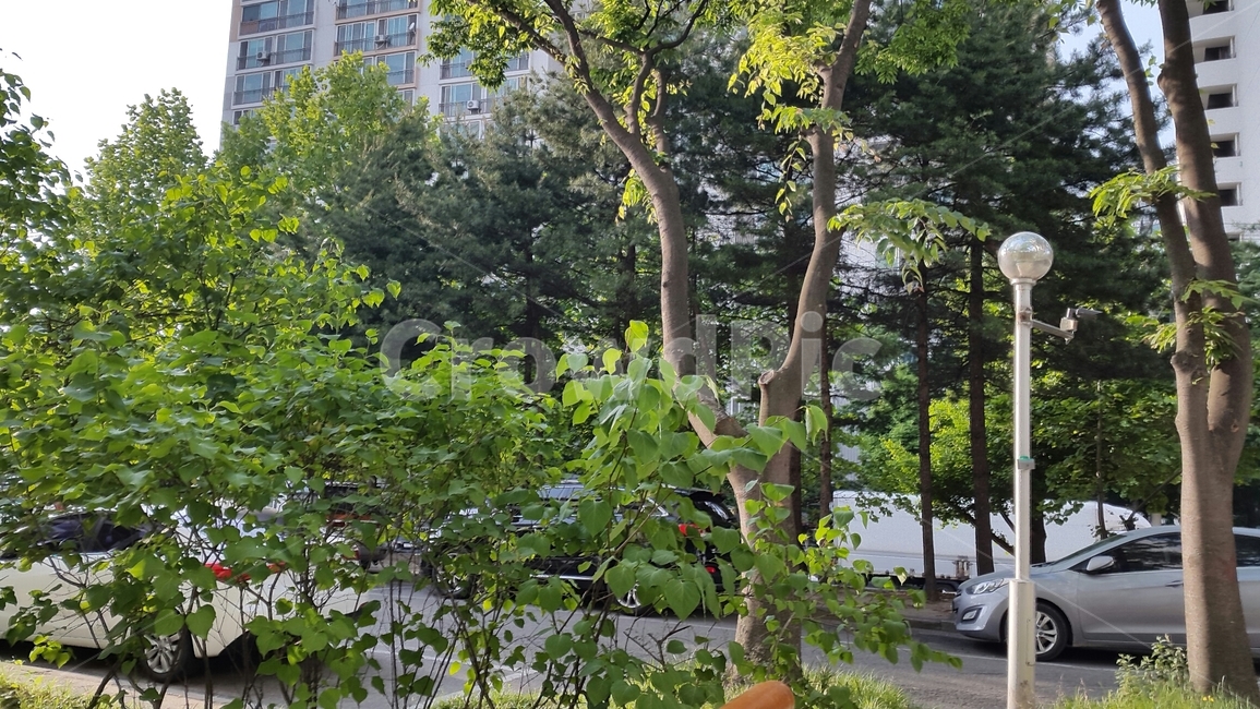 산책길,길가,가로수,가로등,아파트,나무,여름,봄