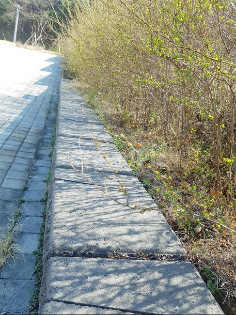 돌계단,봄,벽돌,조형물,빨강벽돌,돌길,산책로,벽돌길,잔디,풀,새싹,꽃,약수터,공원,화단,나무