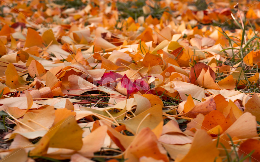 가을,배경,가을느낌,자연,자연풍경,가을배경,leaf,잎,plant,tree,식물,나무,단풍,단풍잎,가을,계절,fall,autumn,season,식물,자연,plants,nature