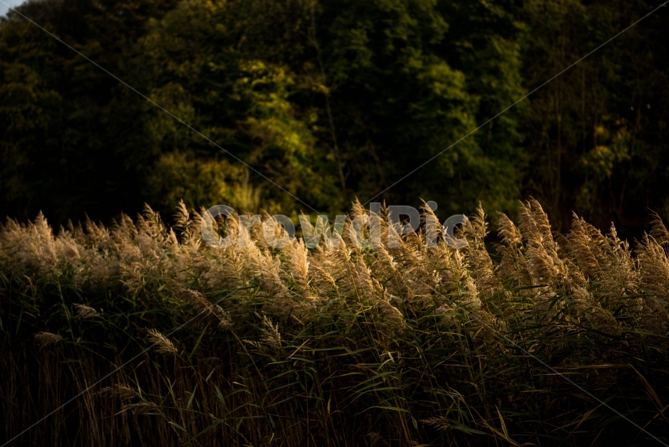 자연,숲,일상,산책,나무,자연,풍경,nature,landscape,감성,sensible,feeling,plant,식물,grass,잔디,lawn