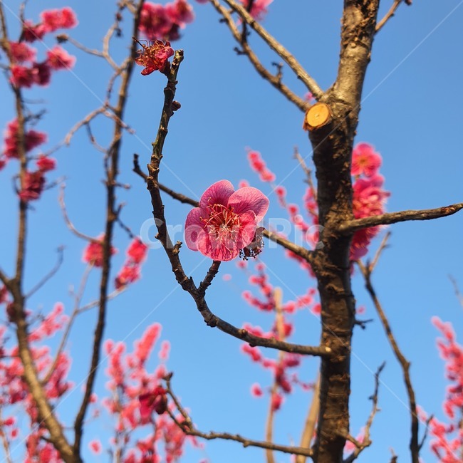 봄,꽃,나무,식물,flower