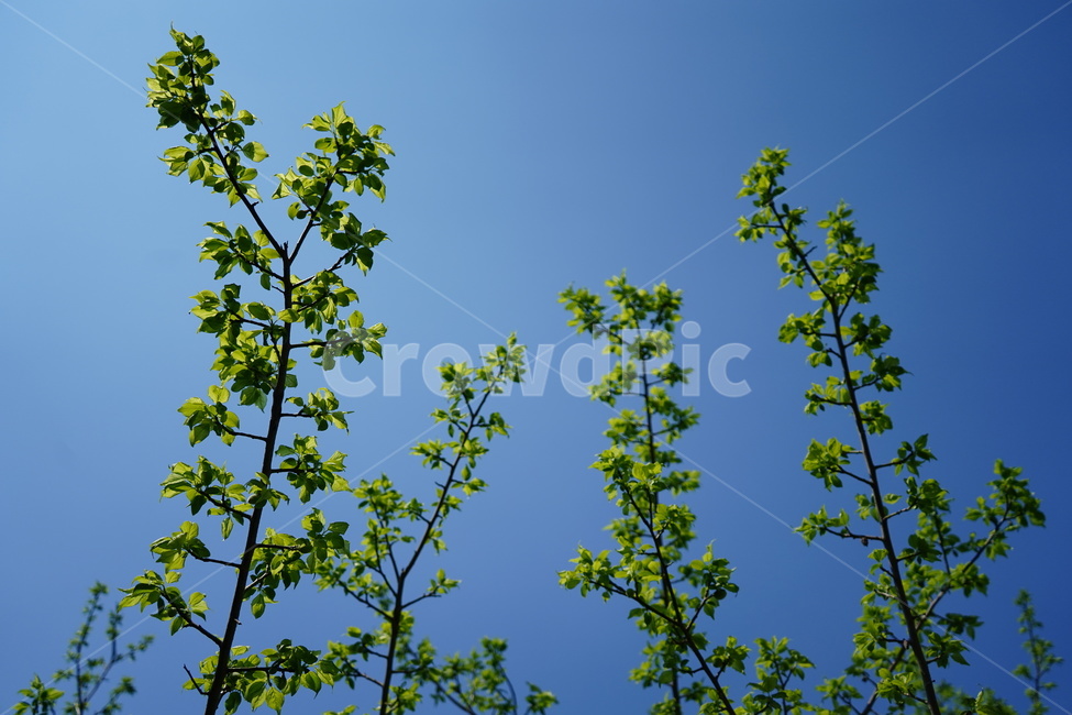 하늘,자연,나무,초록색,푸른하늘,bluesky,tree,green,nature,식물,자연,plants,nature