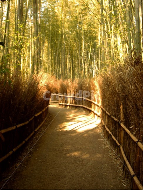 대나무,죽림,풍경,자연,일본,자연,풍경,nature,landscape,휴식,힐링,rest,relaxation,healing,plant,식물