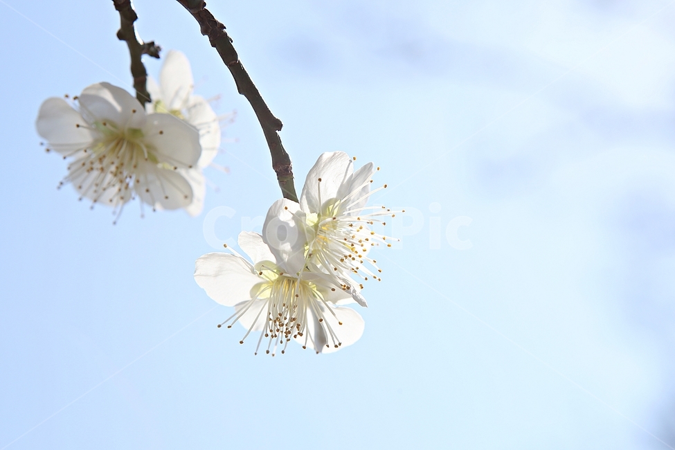 매화꽃,매화,꽃,꽃잎,봄꽃,봄,식물,자연,공원,식물,자연,plants,nature,꽃,flower
