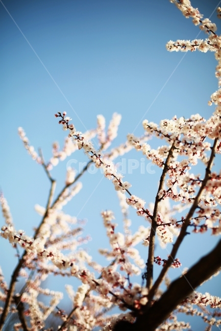 봄,꽃,매화,매화꽃,하늘,분홍,핑크,자연,나무,봄,계절,spring,season,식물,자연,plants,nature,꽃,flower,감성,sensible,feeling,plant,blossom