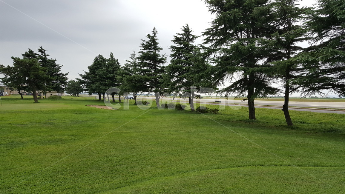 잔디,골프,자연,하늘,구름,자연,풍경,nature,landscape,plant,식물,grass,tree,나무,fir,전나무