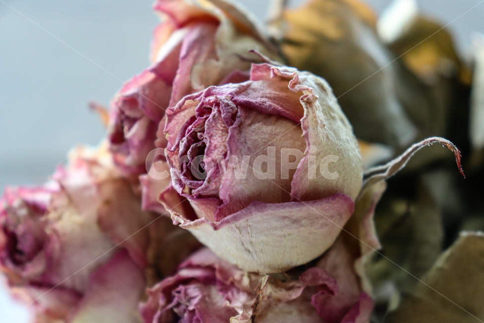 꽃,rose,장미,plant,식물,blossom