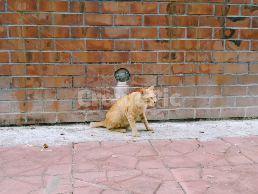 고양이,길고양이,벽돌벽,돌바닥,담장벽돌,동물,벽,길거리,cat,straycat,street,brickwall,stonefloor,붉은벽돌,redbricks