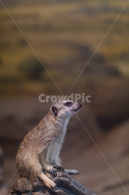 alert,Zoo,meerkat,Seoul Grand Park