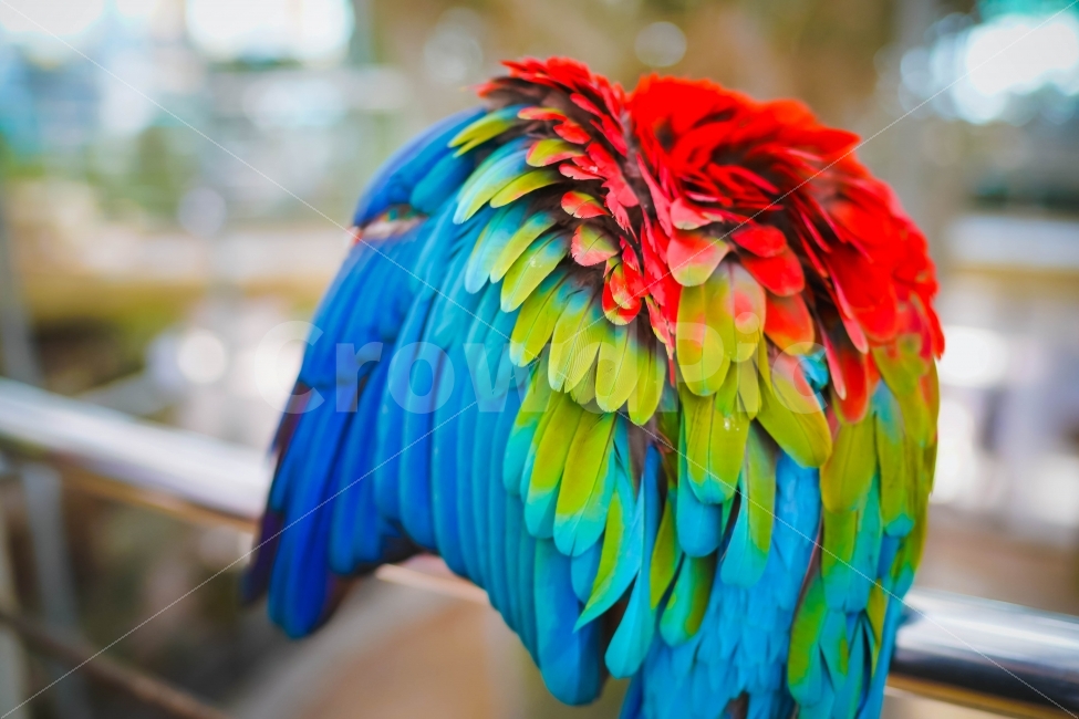 새,깃털,앵무새,알록달록,Parrot,鸚鵡─,금강앵무,금강,대형앵무새,앵무과,새깃털,동궁원,버드파크,동물,animal,조류,새,birds,색깔,색상,색채,색감,color sense,color sensitivity,feeling of color