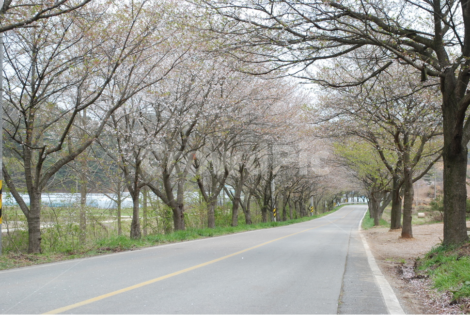 가로수길,벗꽃길,봄,벚꽃나무,아스팔트,봄,계절,spring,season,자연,풍경,nature,landscape,road,도로,asphalt,plant,식물