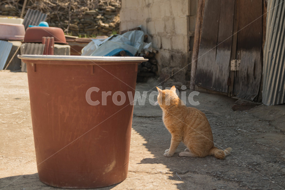 시골고양이,고양이,코리아숏헤어,치즈코숏,cat,시골,반려동물,노란고양이,animalcompanion,animal,길고양이,마당고양이,동물,animal,포유류,mammal,고양이,cat,kitten,kitty