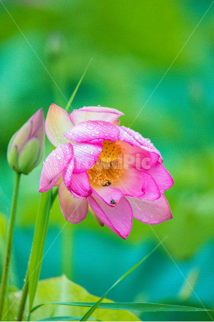연꽃,고고함,함안,아라연꽃,아라홍련,식물,자연,plants,nature,꽃,flower