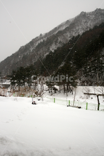 겨울,산,나무,눈,풍경,snow,겨울,계절,winter,season,자연,풍경,nature,landscape,tree,plant,식물,outdoors,옥외,fir,전나무