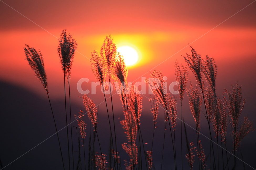 저녁노을,노을,억새,억새꽃,석양,가을,계절,fall,autumn,season,식물,자연,plants,nature,grass,잔디,plant,outdoors,옥외,dusk,황혼,sunset,일몰,sky,하늘,dawn,새벽,red sky,붉은 하늘