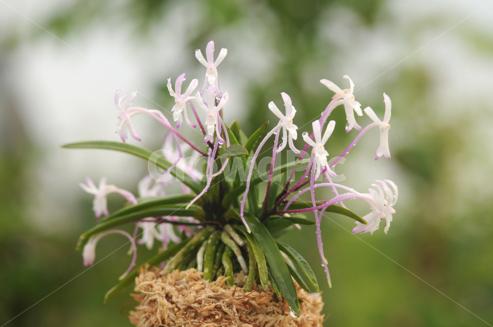 풍란,風蘭,난초,야생란,꽃,식물,자연,plants,nature,꽃,flower