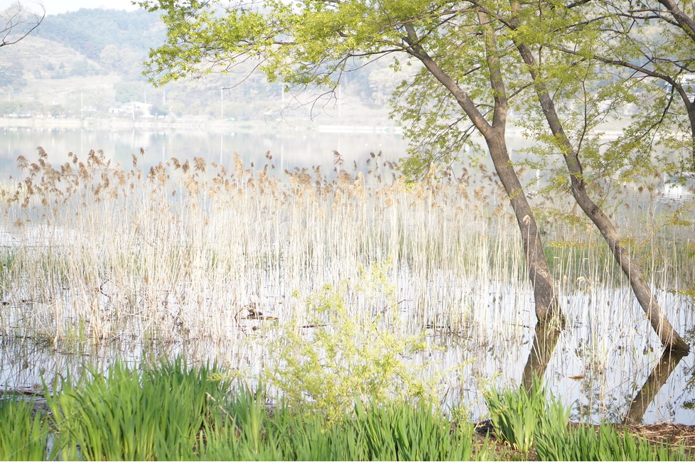 신정호수,물,나무,봄,연두,아침,자연,풍경,nature,landscape,휴식,힐링,rest,relaxation,healing,plant,식물,grass,잔디,tree,outdoors,옥외,land,땅