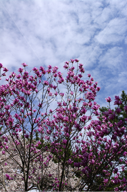 목련,나무,하늘,꽃,식물,봄,구름,봄,계절,spring,season,식물,자연,plants,nature,꽃,flower,plant,blossom