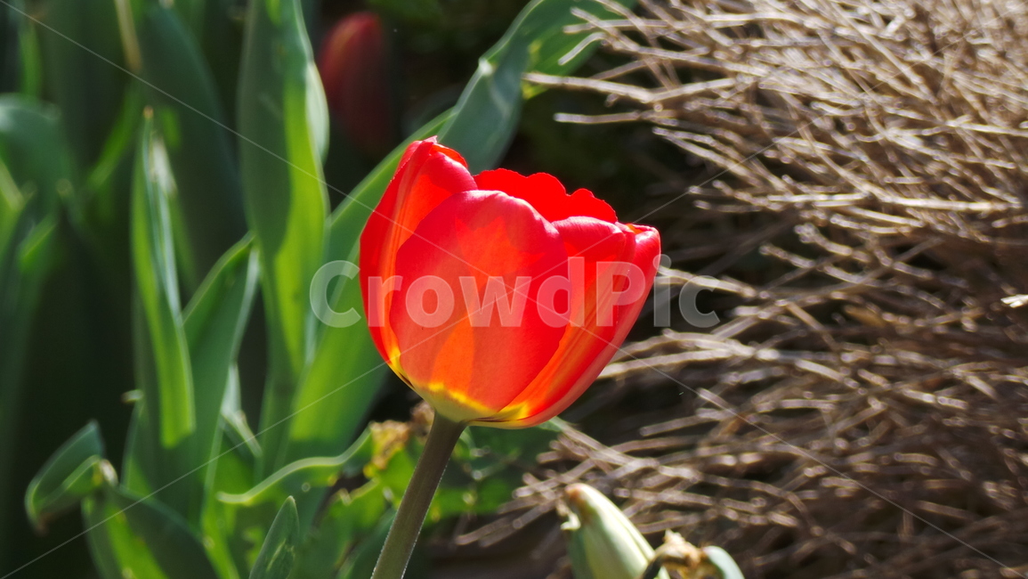튤립,꽃,tulip,봄,플라워